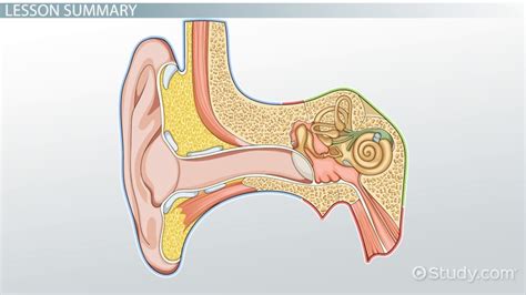 Human Ear Diagram And Functions Diagram Media