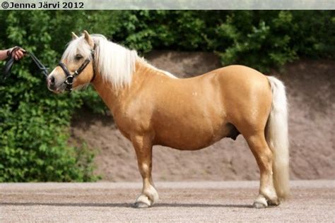 bing  wwwpinterestcom shetland pony horse inspiration beautiful horses