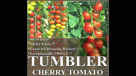 Tumbler Cherry Grape Tomato Seed Heirloom Seeds On Myseedsco