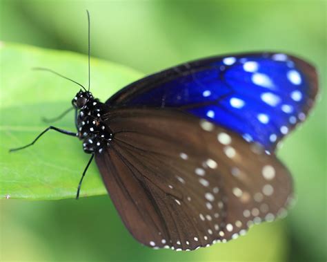 Free Picture Animal Insect Dark Butterfly Nature Summer Wildlife