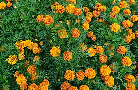 Hd Wallpaper Flowers Marigold Orange Flower Wallpaper Flare