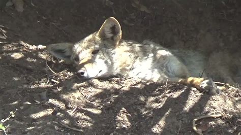 Coyotes In My Backyard August 7 2021 YouTube