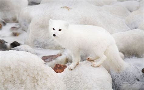 White On White Arctic Foxes In Canada Photographed By Anna Henly