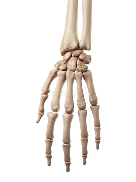 Hand Bones Stock Vector Illustration Of Phalanges Bones 9845504