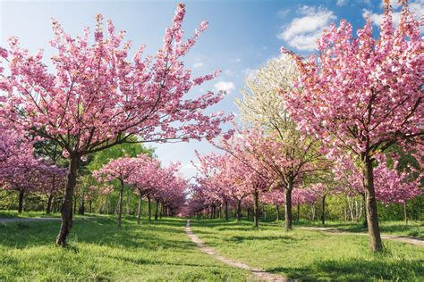 Spring In Germany Weather And Event Guide