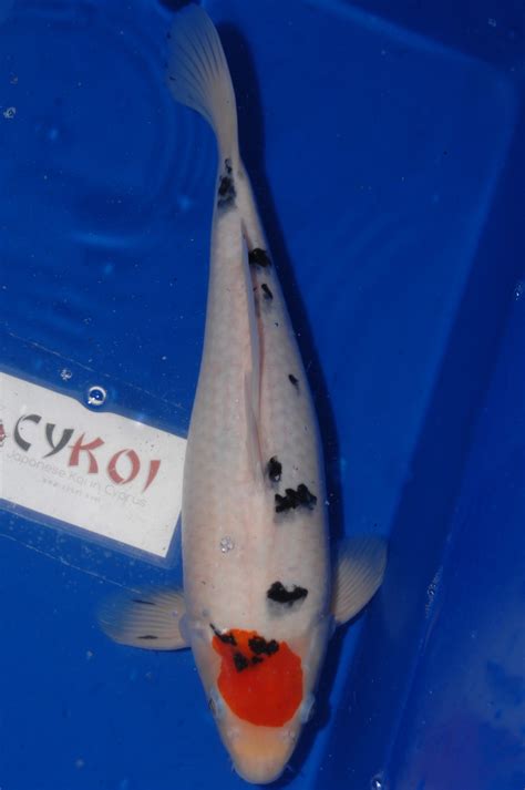 Tancho Sanke 39cm Cyprus Koi Japanese Koi For Sale In Cyprus