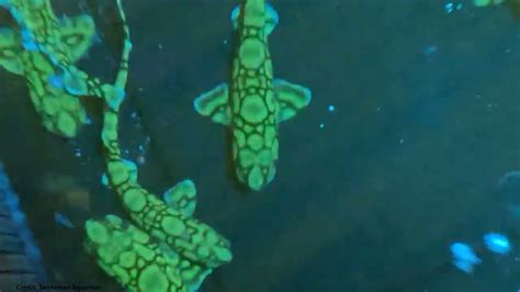 See The Baby Glow In The Dark Shark Hatched At The Tennessee Aquarium Smart News Smithsonian