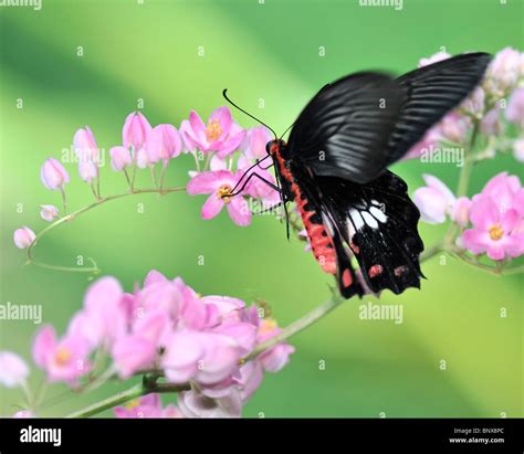 Common Rose Butterfly Flying Towards A Pink Bougainvillea Flower