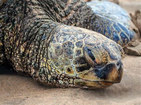 Giant Green Sea Turtle Stock Photo Image Of Fauna Closeup 14052420