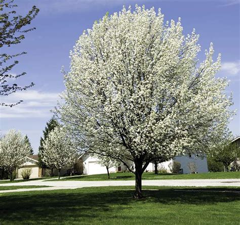 Flowering Pear Tree Cleveland Select De Groot Inc Perennials