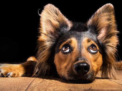 Hoe lang kan een hond alleen zijn?  Dierenartsencentrum Vandevelde