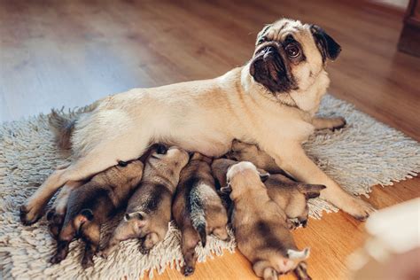 ¿cómo saber si una perra está embarazada [formas de detectar los signos de embarazo de tu perra