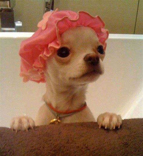 Cute Chihuahua In Bath Wearing Shower Cap Cute Baby