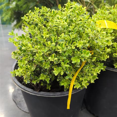 Golden Dream Boxwood Buxus Microphylla Peergold Servescape