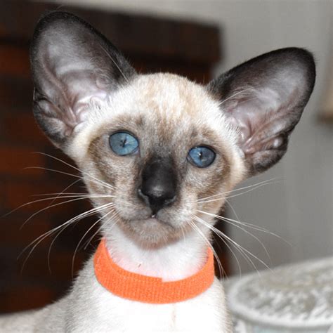 Seal Point Siamese Female Kitten For Sale Cataristocrat Cattery