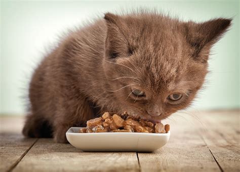 Starting with real meat as the 1st most cats will usually vomit up bile before eating in the early morning and late evening. How to Get Cat to Eat: Step-by-Step Instructions, Expert's ...