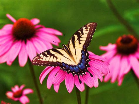 Rules Of The Jungle Symbiotic Relationship Of Butterfly And Flower