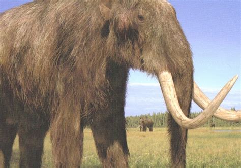 Woolly Mammoth Wooly Mammoth Diet