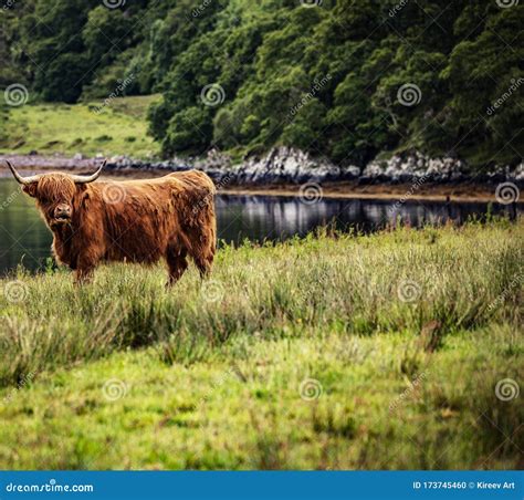 Domestic Scottish Highland Cattle Walk On Nature Stock Photo Image