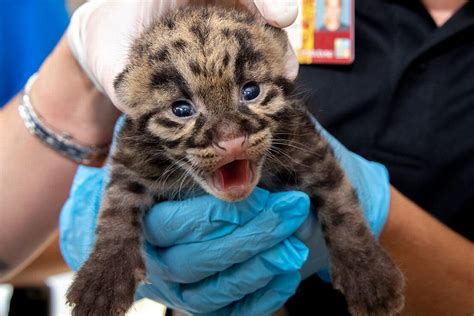 Zoo Miami Shared Pictures Of Cute Baby Clouded Leopards Miami Herald