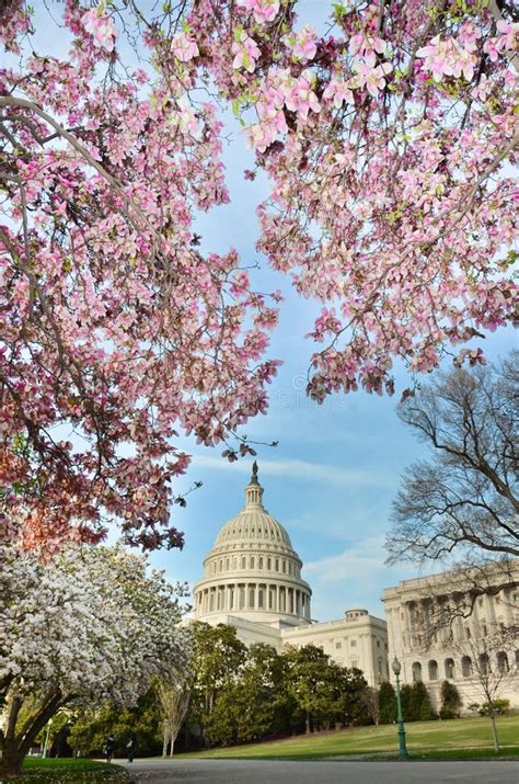 Us Capitol Building In Washington Dc Usa In Spring Stock Image Image