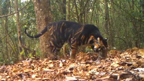 Watch Black Tiger Marks Its Territory In Odishas Similipal National