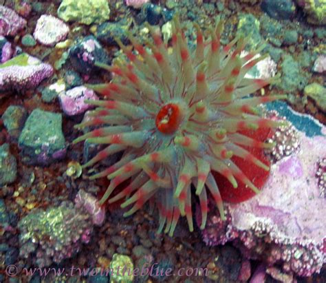 Sea Anemone Cf Urticina Eques Two In The Blue