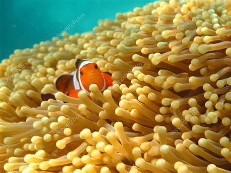 Clownfish Or Anemonefish Well Known As Nemo In Sea Anemone Stock