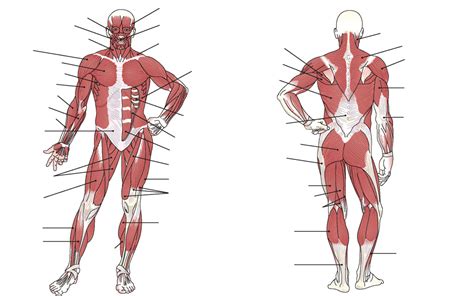 Full Body Muscles Diagram Quizlet