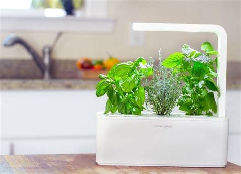 11 Kitchen Countertop Herb Garden Ideas For Apartment Living