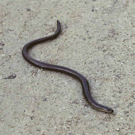 7 фраз в 3 тематиках. File:Blindschleiche 1.jpg - Wikimedia Commons