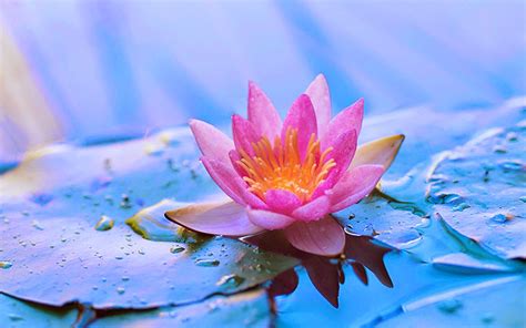 Zen Lotus Flower Wallpapers Top Free Zen Lotus Flower Backgrounds
