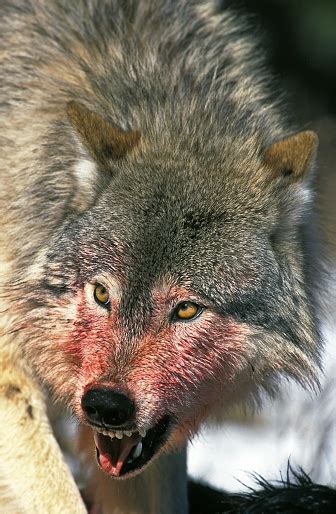 North American Grey Wolf Canis Lupus Occidentalis Bloody Portrait Of