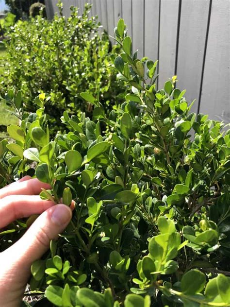 Japanese Boxwood Planting And Care Of Littleleaf Boxwood