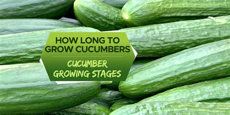How Long Do Cucumbers Take To Grow Cucumber Growing Stages Grow