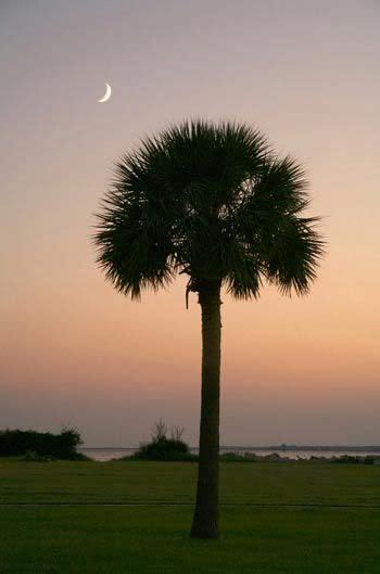 Flag With Crescent Moon And Palm Tree Palmtree