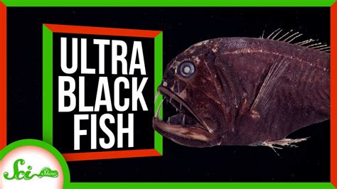 How Ultra Black Fish Disappear Into The Deep Youtube
