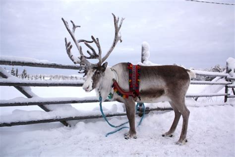 what are santa s reindeer like finland naturally