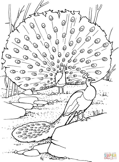 These free coloring pages are available on the series designs and animated characters on getcolorings.com. Peacock coloring pages to download and print for free