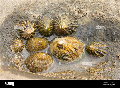 Limpet Rock Pool Hi Res Stock Photography And Images Alamy