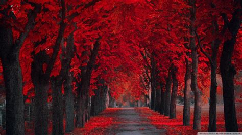 Red Fall Wallpapers Top Free Red Fall Backgrounds Wallpaperaccess