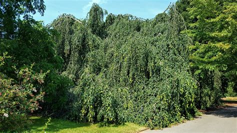 Weeping Beechfagus Sylvatica Pendula Royal Botanic Ga Flickr