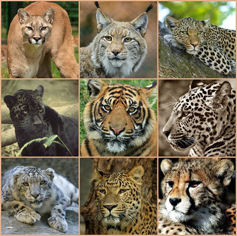 Hd Wallpaper Photo Of Types Of Wild Cats Collage Big Cats Predators