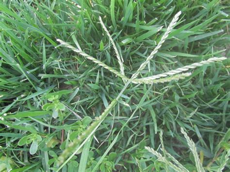 How To Control The Most Common Southern Weeds