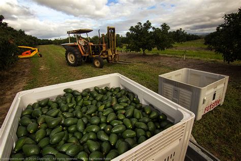 Thousands Of Avocadoes Are Picked And Collected All Together Every Day