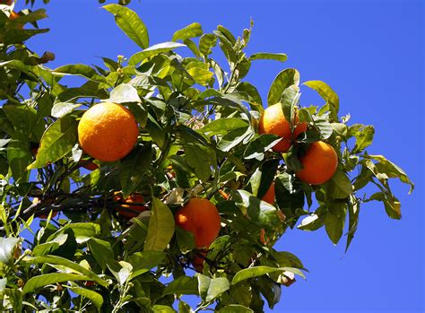 Five Hidden Reasons Behind The Wild Orange Tree The Wild Orange Tree
