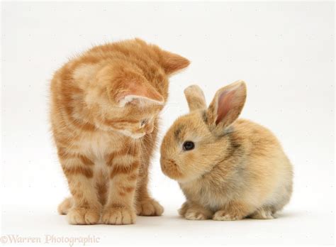 Pets Ginger Kitten And Baby Fawn Rabbit Photo Wp22444