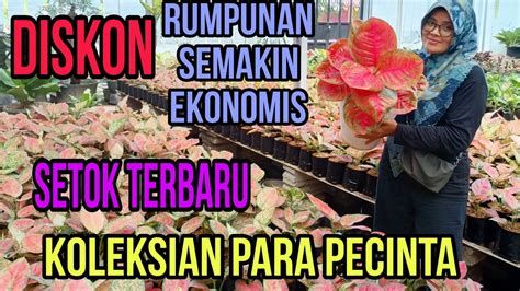 Banyak Diskon Rumpunan Yang D Cari Para Pecinta Tanamanhias Youtube