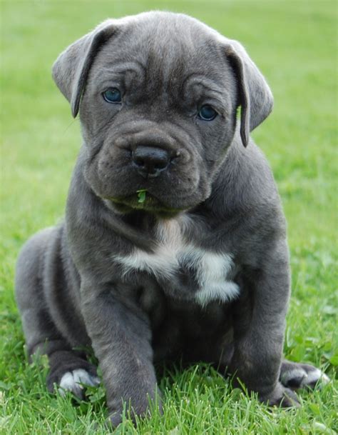 4 females and 1 male available. 15 Reasons Why You Should Never Own Mastiffs