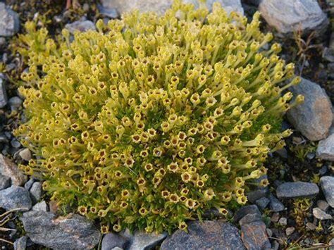 Antarctic Pearlwort Colobanthus Quitensis Crassifolius S Flickr